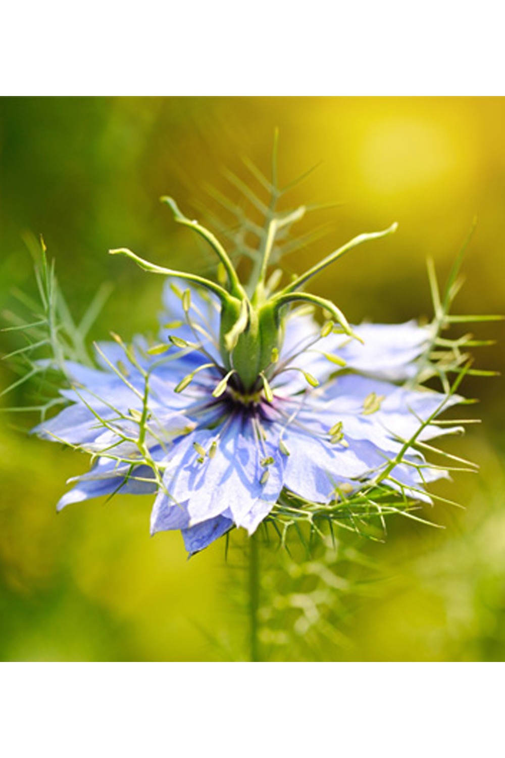 Miel de Nigelle d’Égypte - Nectar Antik